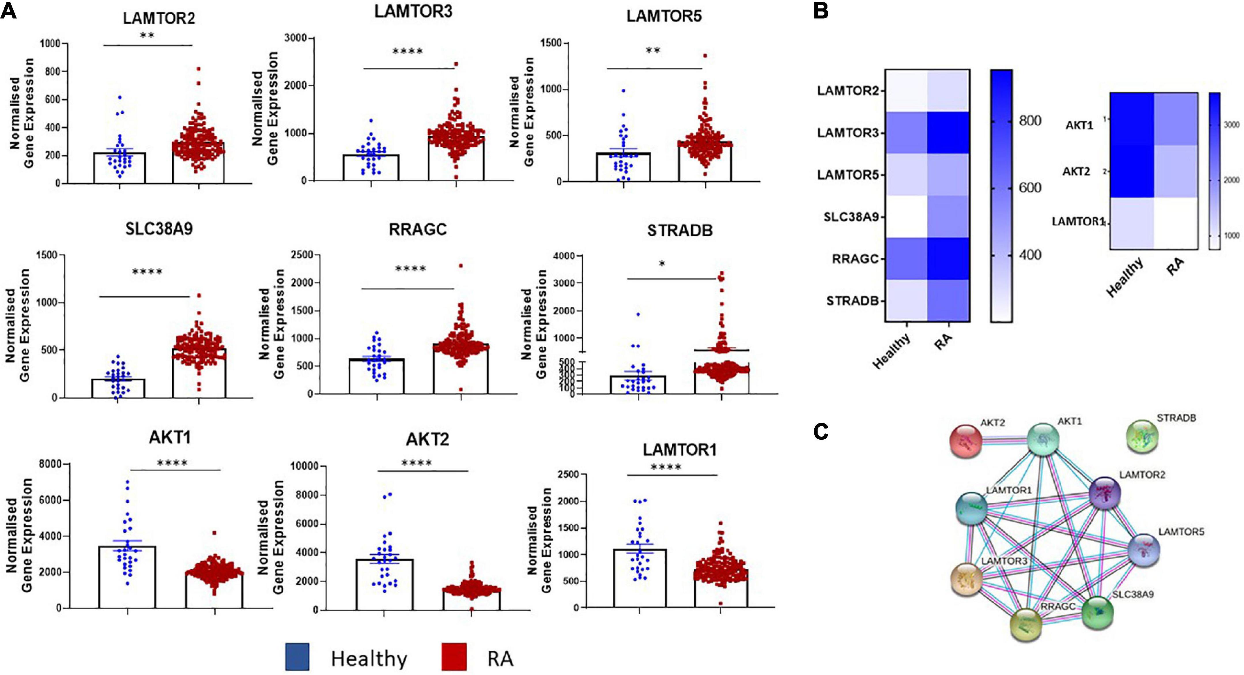 The mammalian target of rapamycin contributes to synovial fibroblast pathogenicity in rheumatoid arthritis